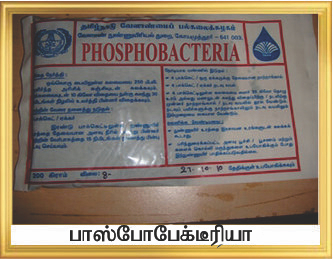 Phosphobacteria